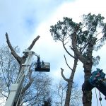 taglio alberi villa comunale