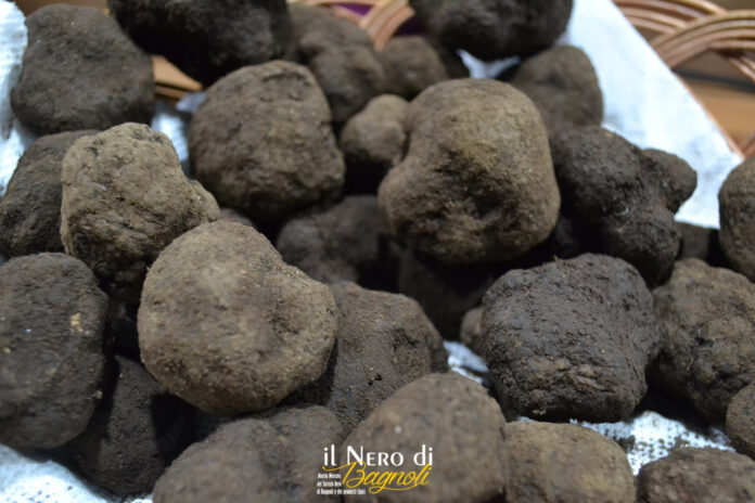 Tartufo_nero_Bagnoli