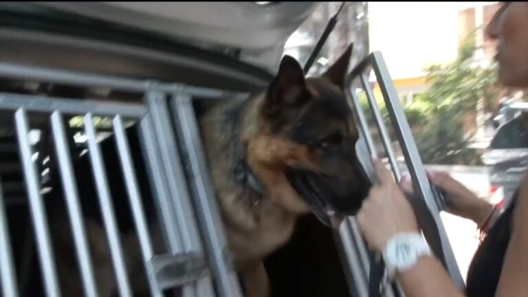 VIDEO/ #SENONTIPORTONONPARTO: lo spot della Polizia di Stato contro l’abbandono degli animali