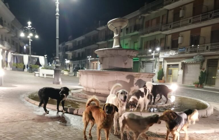 Prosegue la Campagna di sterilizzazione gratuita di cani padronali