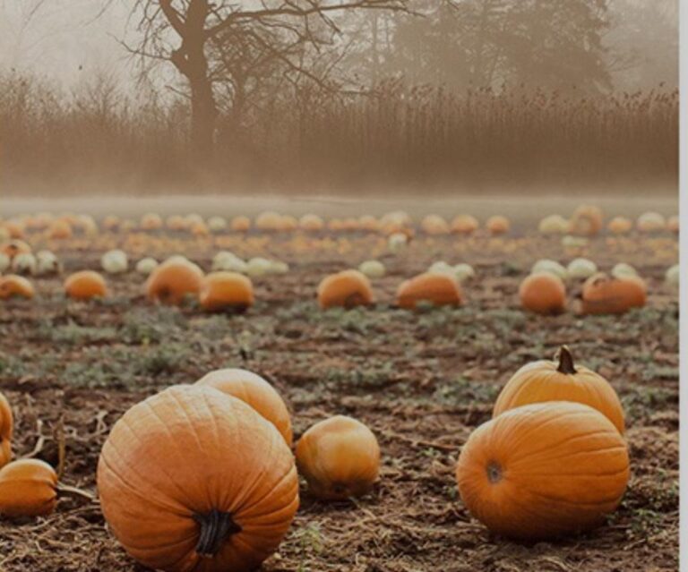 Le zucche di Halloween: dalla tradizione celtica a quella irpina