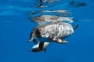 Delfini nel Mar Rosso , Foto Antonio Bergamino
